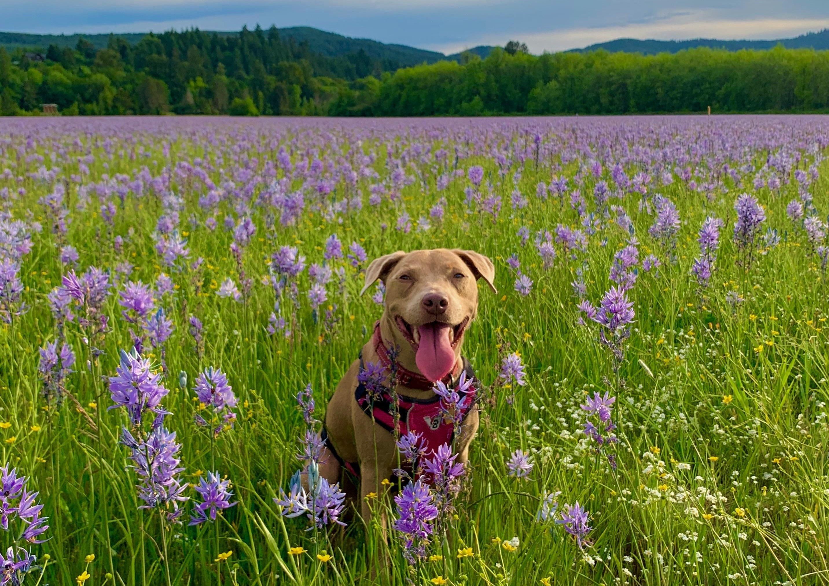Perfect Oregon afternoon to play in a wildflower field!-2