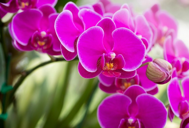 tipos-orquideas-phalaenopsis